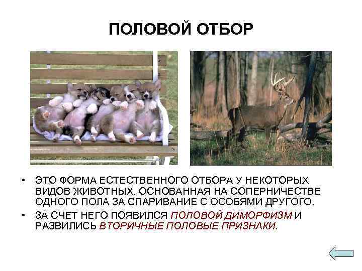    ПОЛОВОЙ ОТБОР • ЭТО ФОРМА ЕСТЕСТВЕННОГО ОТБОРА У НЕКОТОРЫХ  ВИДОВ