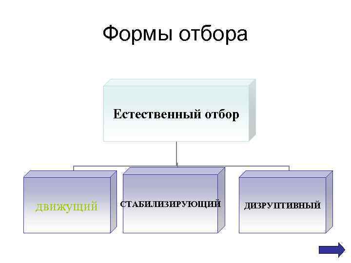   Формы отбора   Естественный отбор движущий  СТАБИЛИЗИРУЮЩИЙ ДИЗРУПТИВНЫЙ 