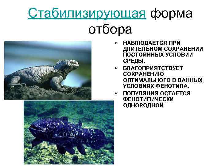 Стабилизирующая форма   отбора   •  НАБЛЮДАЕТСЯ ПРИ   