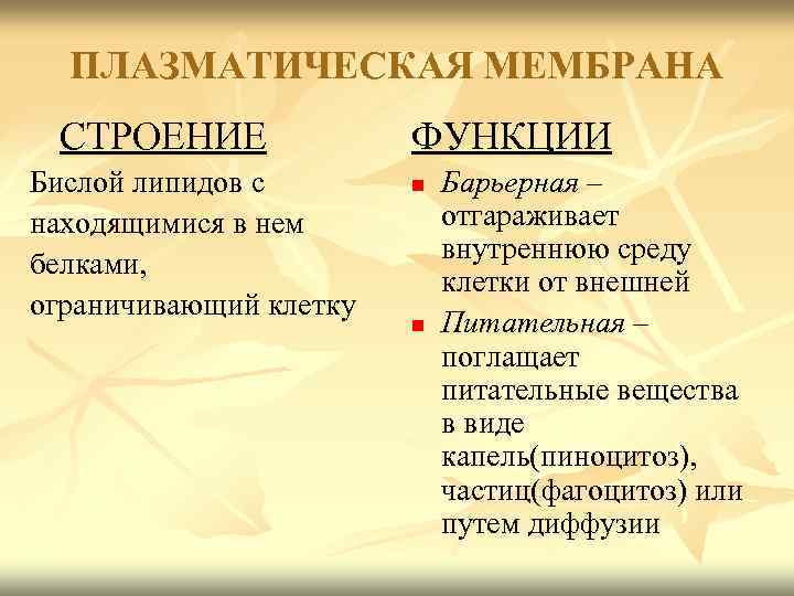  ПЛАЗМАТИЧЕСКАЯ МЕМБРАНА СТРОЕНИЕ    ФУНКЦИИ Бислой липидов с  n 
