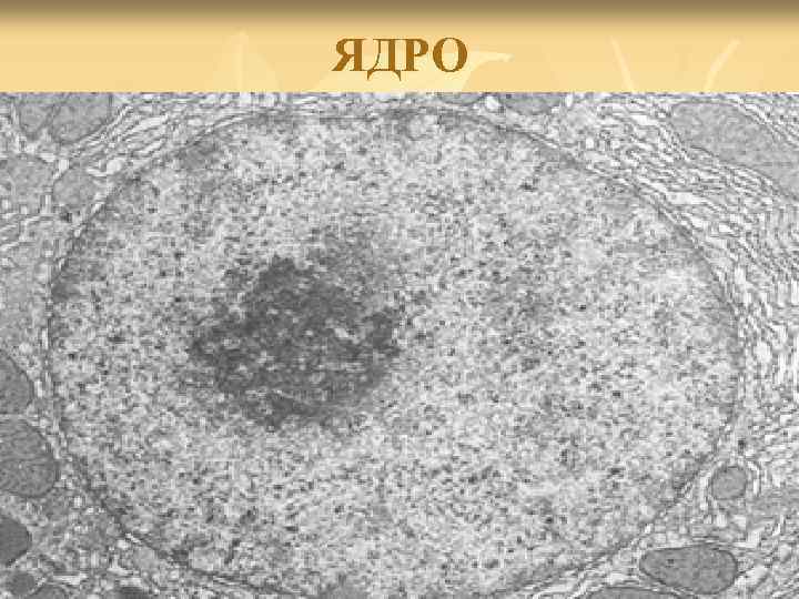 ЯДРО 