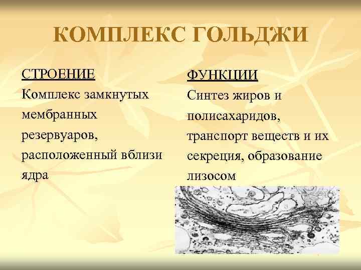   КОМПЛЕКС ГОЛЬДЖИ СТРОЕНИЕ    ФУНКЦИИ Комплекс замкнутых Синтез жиров и
