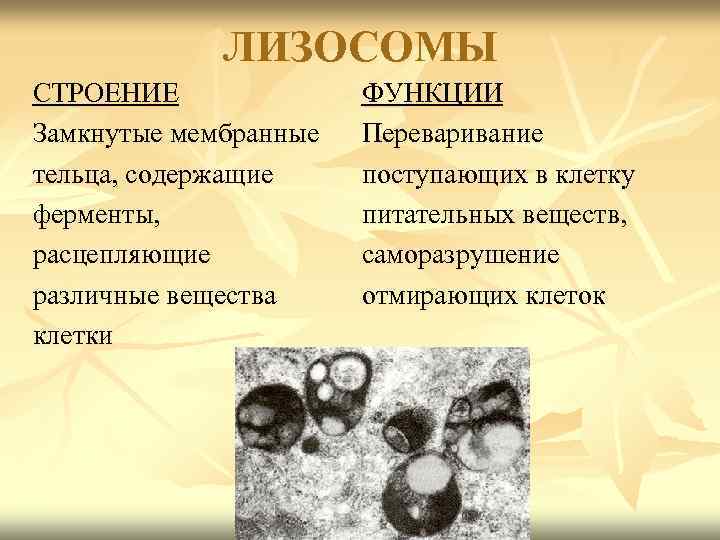    ЛИЗОСОМЫ СТРОЕНИЕ    ФУНКЦИИ Замкнутые мембранные  Переваривание тельца,