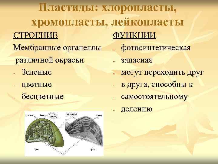  Пластиды: хлоропласты, хромопласты, лейкопласты СТРОЕНИЕ    ФУНКЦИИ Мембранные органеллы  -