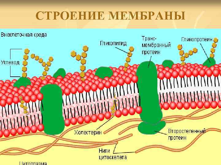 СТРОЕНИЕ МЕМБРАНЫ 