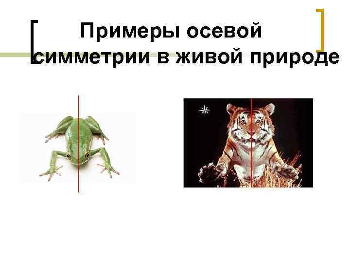   Примеры осевой симметрии в живой природе 