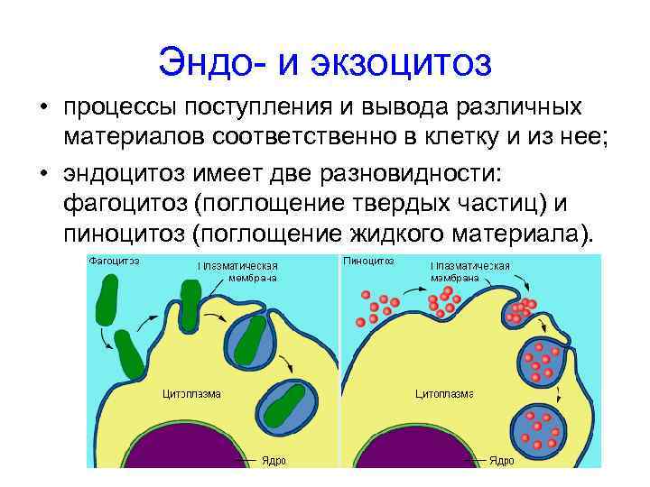 Фагоцитоз эукариоты