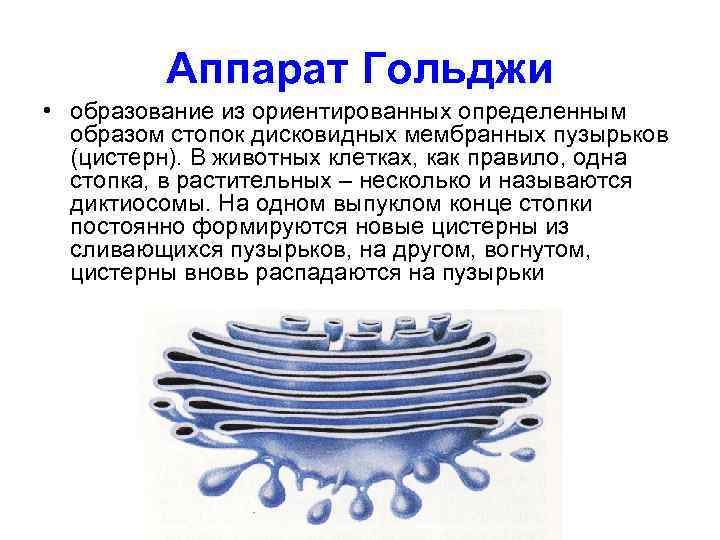    Аппарат Гольджи • образование из ориентированных определенным  образом стопок дисковидных