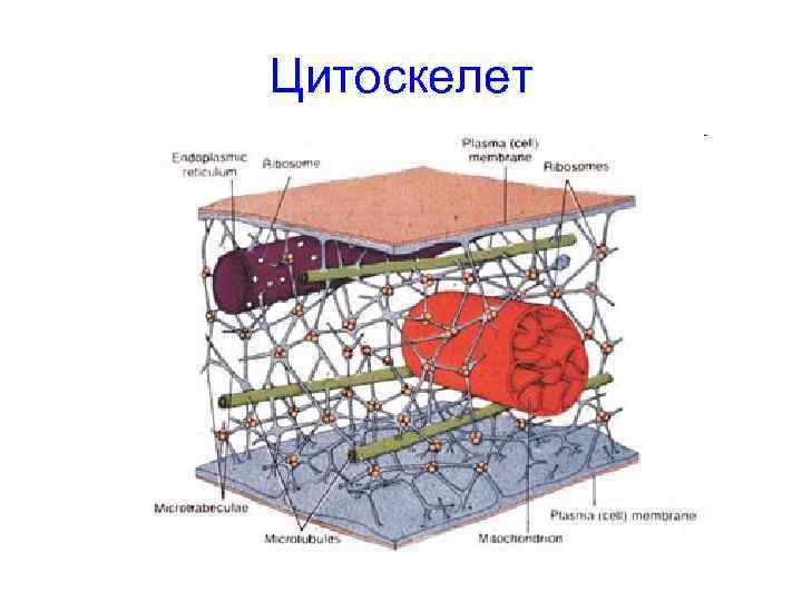 Цитоскелет 