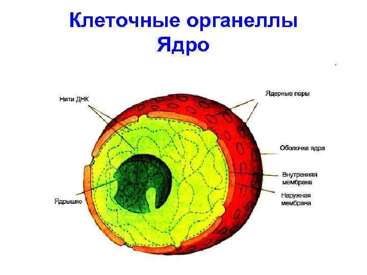 Клетка 11. Строение спектральной клетки. Лекция о клеточном ядре.