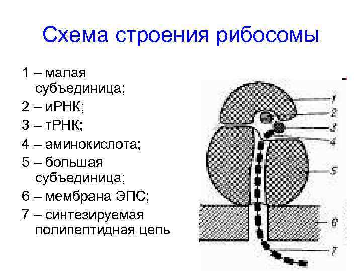 Строение рибосомы