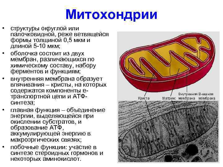 Что на схеме строения митохондрии находится под номером 3