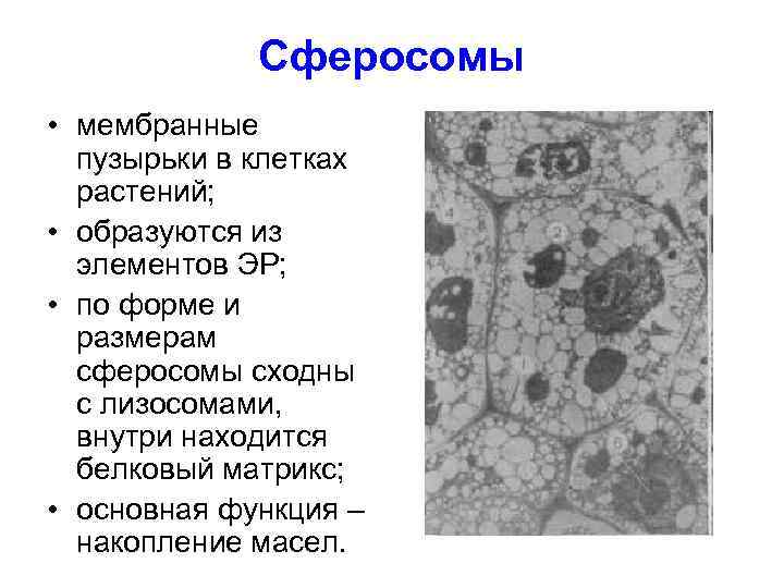    Сферосомы • мембранные  пузырьки в клетках  растений;  •