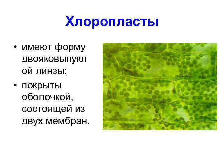 Хлоропласты в клетках листьев крупные. Хлоропласты в животной клетке. Хлоропласты у амебы. Хлоропласты в клетках кожи человека. Хлоропласты у амебы обыкновенной.