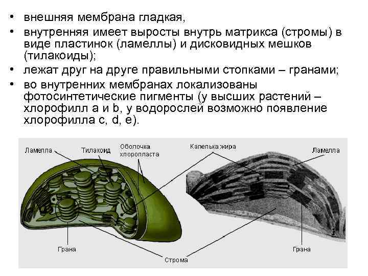 Соотнесите объекты с их обозначениями на рисунке наружная мембрана ламелла грана