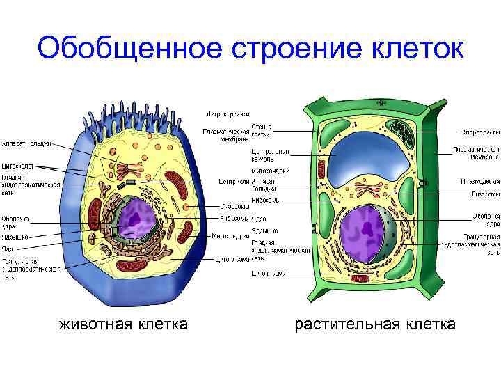 Растительная клетка термины. Клетка растений и животных. Структура животной и растительной клетки. Строение клетки растений и животных. Структура растительной клетки.