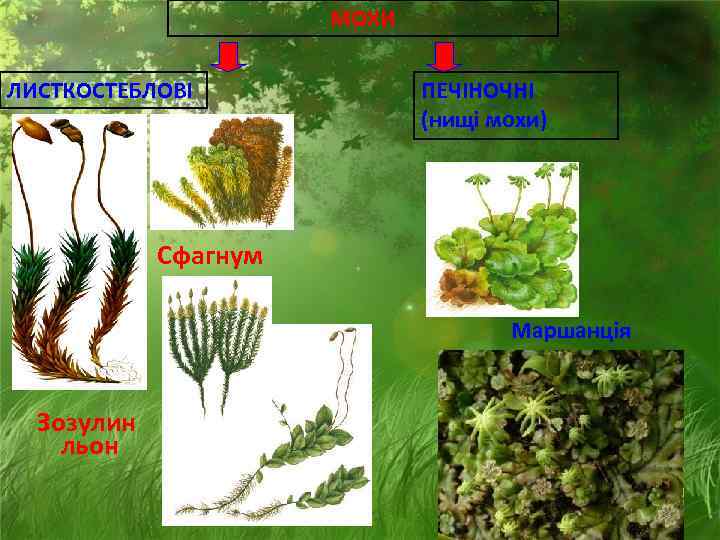      МОХИ ЛИСТКОСТЕБЛОВІ    ПЕЧІНОЧНІ   