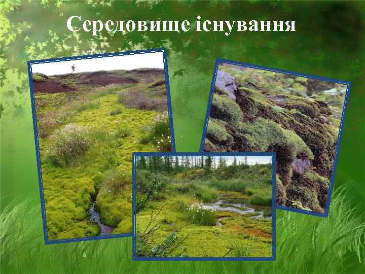 Середовище існування 