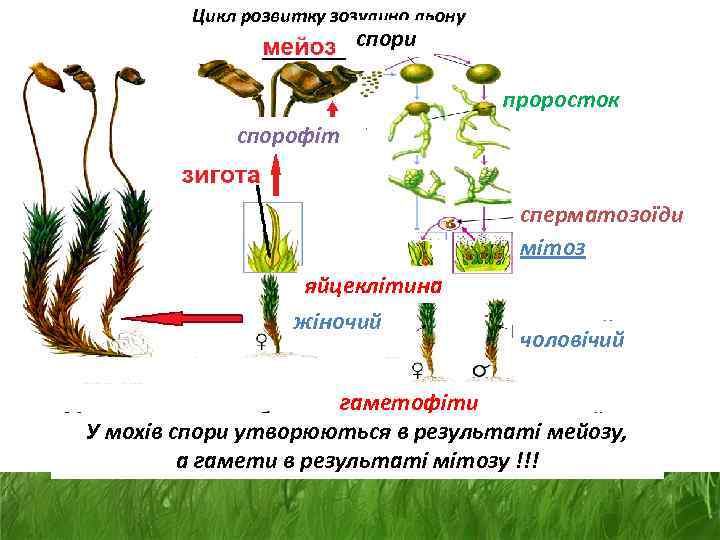 Жизненный цикл мха начиная с мейоза