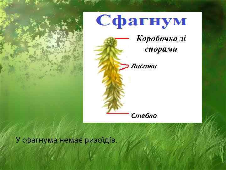      Коробочка зі       спорами