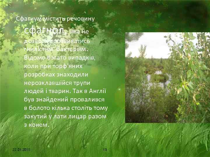  Сфагнум містить речовину  сфагнол, яка не  дозволяє розвиватись  гнилістнм бактеріям.