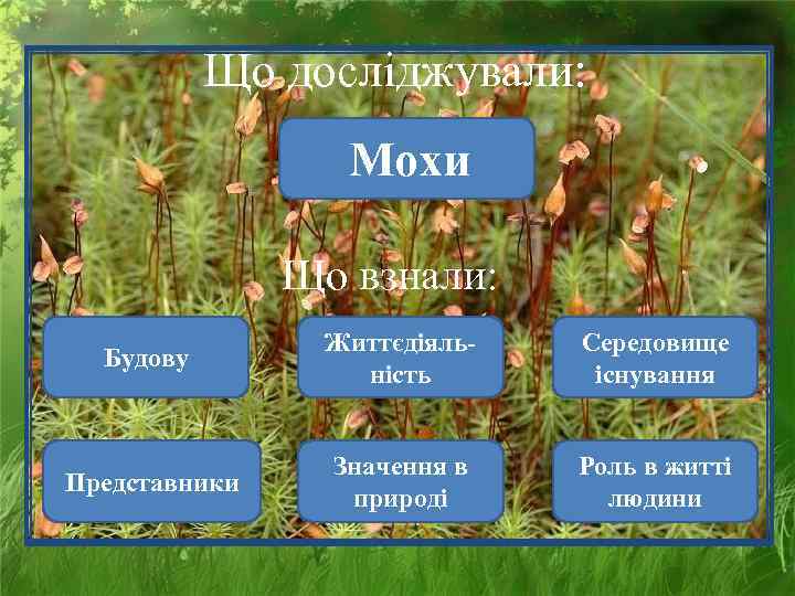   Що досліджували:    Мохи   Що взнали:  