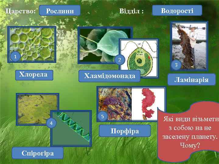 Царство: Рослини   Відділ :  Водорості 11     