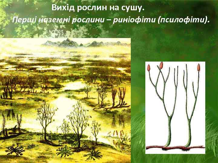    Вихід рослин на сушу. Перші наземні рослини – риніофіти (псилофіти). 