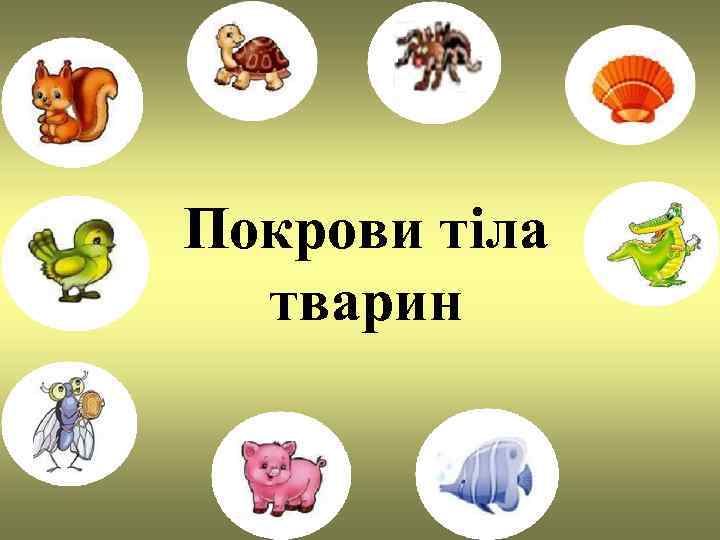 Покрови тіла  тварин 