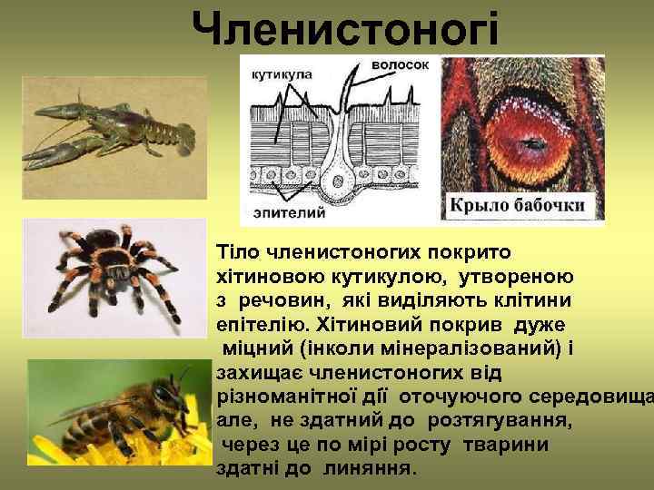 Членистоногі  Тіло членистоногих покрито хітиновою кутикулою, утвореною з речовин, які виділяють клітини епітелію.