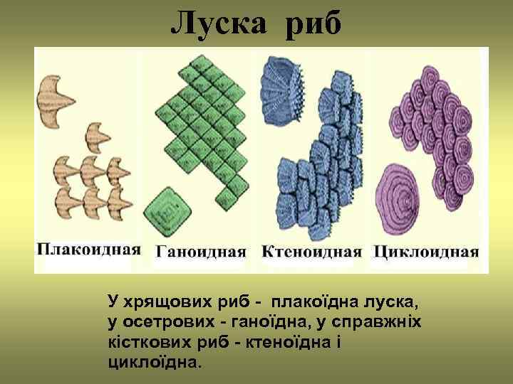   Луска риб У хрящових риб - плакоїдна луска, у осетрових - ганоїдна,