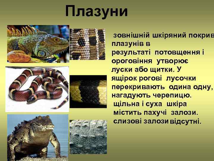 Плазуни зовнішній шкіряний покрив плазунів в результаті потовщення і ороговіння утворює луски або щитки.