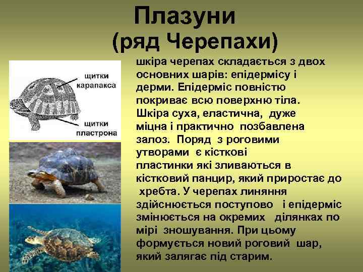  Плазуни (ряд Черепахи)  шкіра черепах складається з двох  основних шарів: епідермісу
