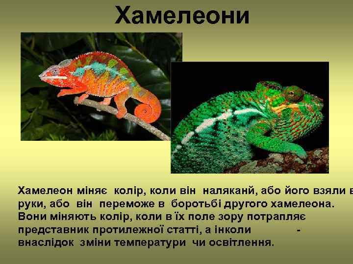     Хамелеони Хамелеон міняє колір, коли він наляканй, або його взяли