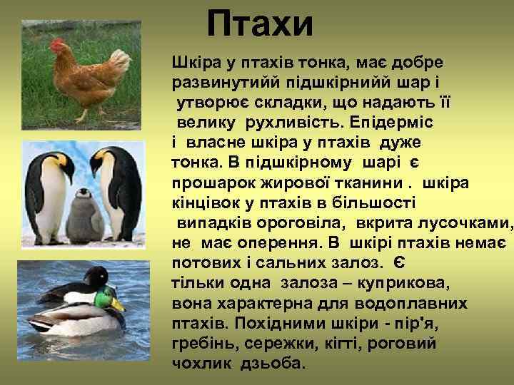   Птахи Шкіра у птахів тонка, має добре развинутийй підшкірнийй шар і утворює