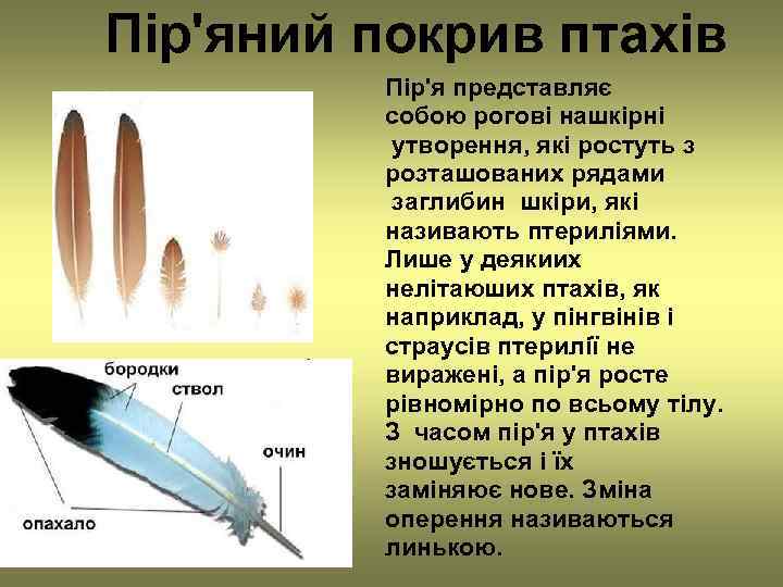 Пір'яний покрив птахів   Пір'я представляє   собою рогові нашкірні  утворення,