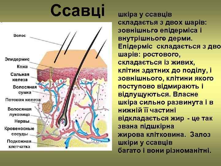Ссавці  шкіра у ссавців   складаєтья з двох шарів:  зовнішньго епідерміса