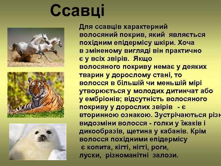 Ссавці  Для ссавців характерний  волосяний покрив, який являється  похідним епідермісу шкіри.