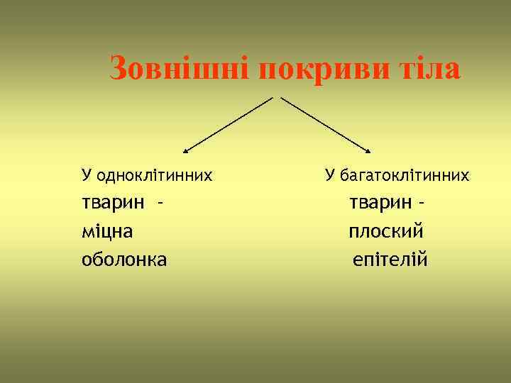   Зовнішні покриви тіла  У одноклітинних  У багатоклітинних тварин - міцна