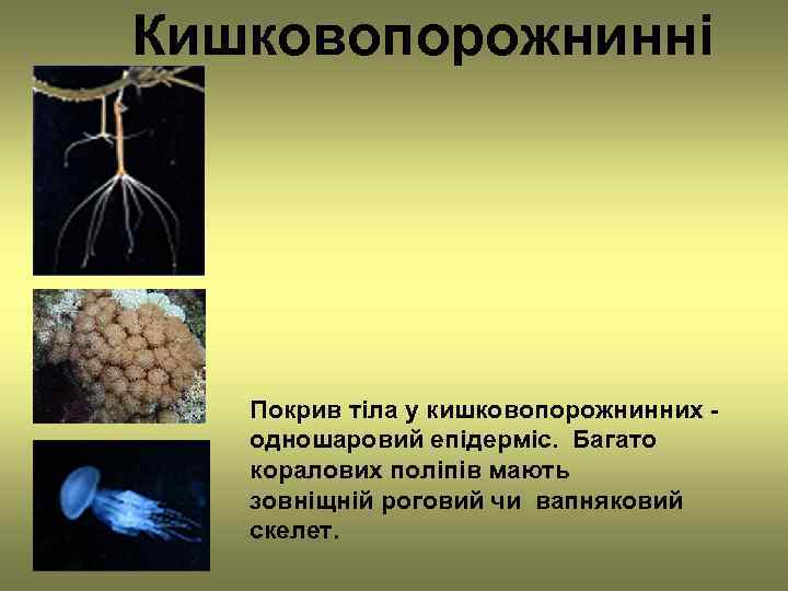 Кишковопорожнинні  Покрив тіла у кишковопорожнинних -  одношаровий епідерміс. Багато  коралових поліпів