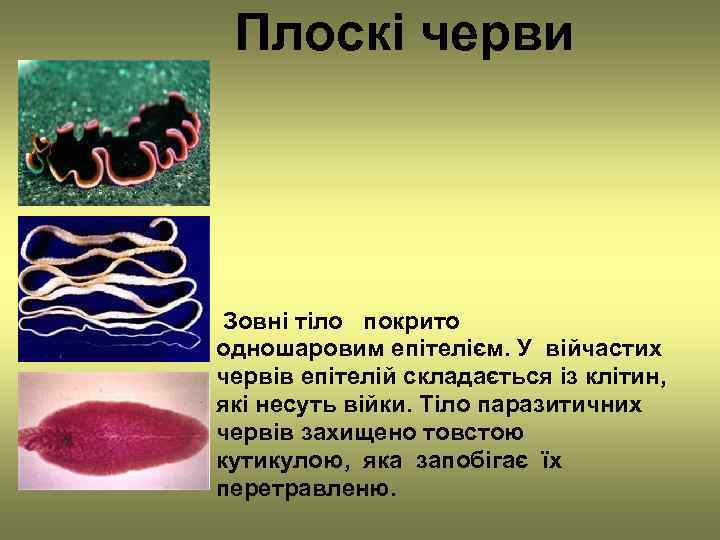  Плоскі черви Зовні тіло покрито одношаровим епітелієм. У війчастих червів епітелій складається із