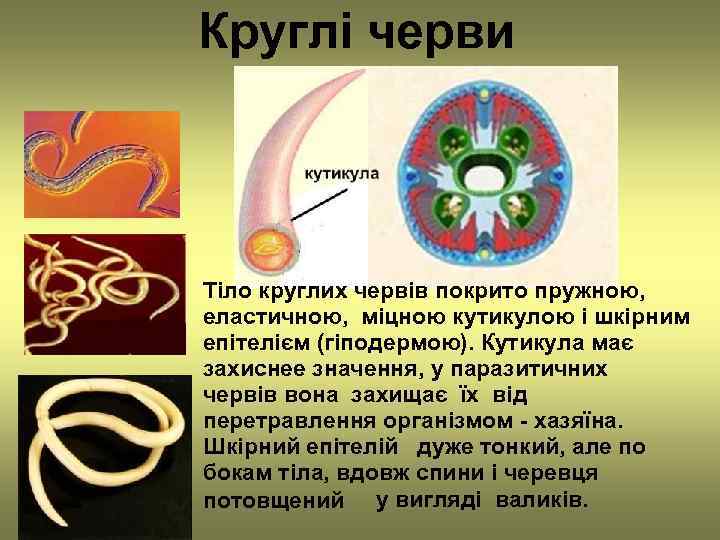 Круглі черви Тіло круглих червів покрито пружною, еластичною, міцною кутикулою і шкірним епітелієм (гіподермою).
