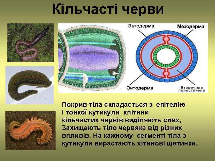 Кільчасті черви Покрив тіла складається з епітелію і тонкої кутикули клітини кільчастих червів виділяють
