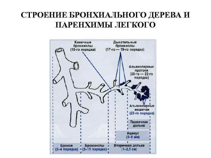 СТРОЕНИЕ БРОНХИАЛЬНОГО ДЕРЕВА И  ПАРЕНХИМЫ ЛЕГКОГО 