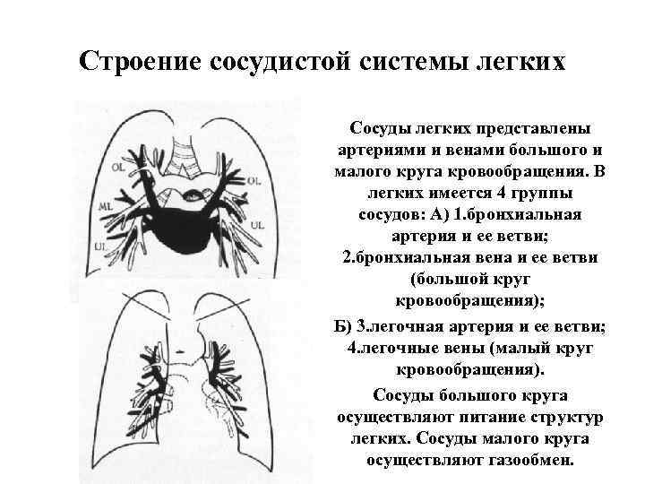 Строение сосудистой системы легких     Сосуды легких представлены   