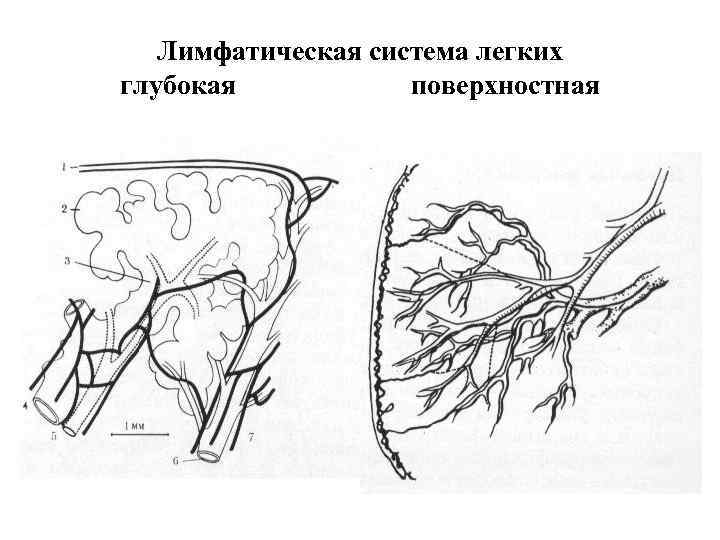   Лимфатическая система легких глубокая     поверхностная 