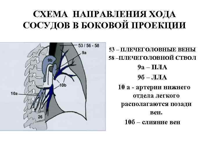  СХЕМА НАПРАВЛЕНИЯ ХОДА СОСУДОВ В БОКОВОЙ ПРОЕКЦИИ    53 – ПЛЕЧЕГОЛОВНЫЕ