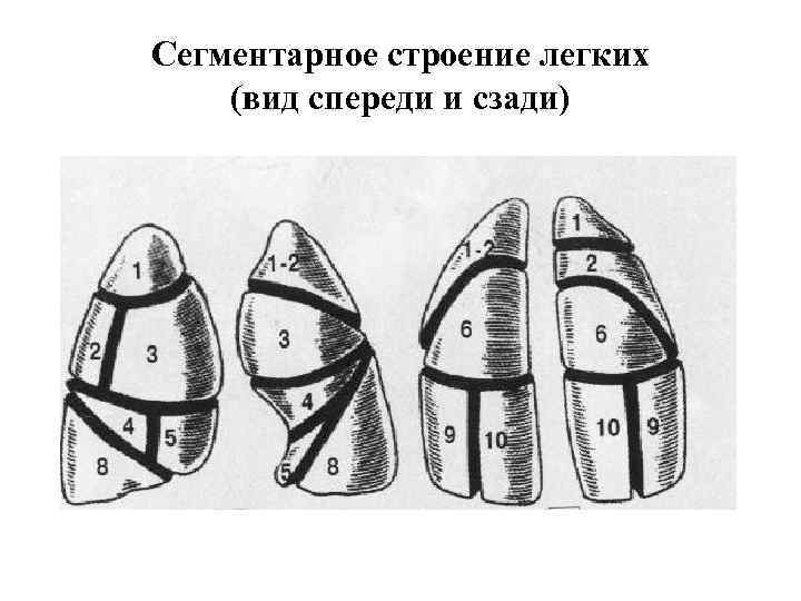 Сегментарное строение легких (вид спереди и сзади) 