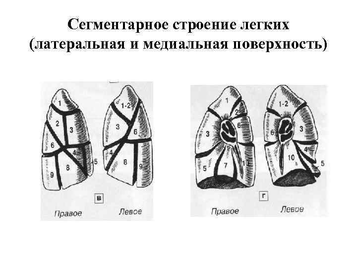  Сегментарное строение легких (латеральная и медиальная поверхность) 