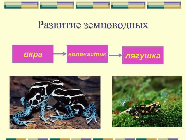  Развитие земноводных икра  головастик  лягушка 